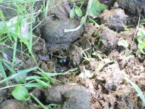 Dungkäfter in den Pferdeäpfeln