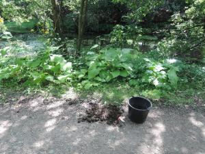 Sammeln der Dungkäfer