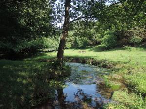 Reiherbachtal im Hutewald, Ponys im Hintergrund