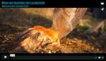 Aueninstitut Vimeo Channel